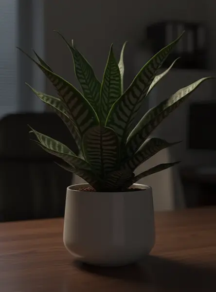 ddcrew26_zebra-haworthia